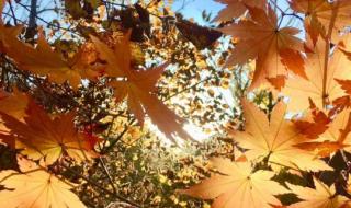 今年立秋是几月几号