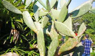 贵州黄果树旅游报价