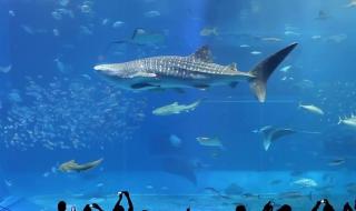 圣桑动物狂欢节 圣桑动物狂欢节