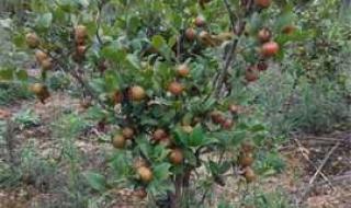 油茶苗基地 油茶苗基地