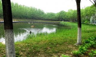 野鸭湖湿地公园 野鸭湖湿地公园