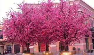 樱花树价格 樱花树价格