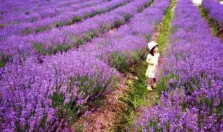 上海迪士尼开幕 上海迪士尼开幕