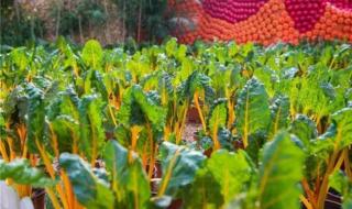 英雄联盟会员礼包 英雄联盟会员礼包