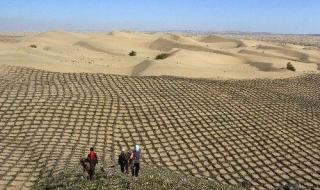 沙漠种植水稻成功 沙漠种植水稻成功