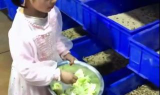 蛋白虫养殖是真的吗