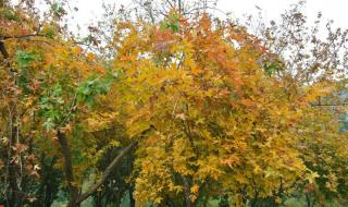 花香鸟语指什么生肖